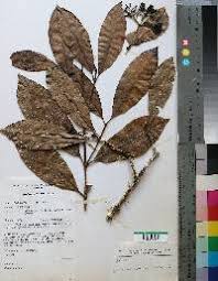 Image result for Rytigynia bridsoniae