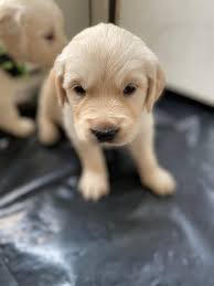 She is a light golden color and has medium hair growth. Knl Golden Acres Akc Golden Retriever Puppies