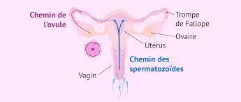Comment faire pour tomber enceinte rapidement alimentation idéale grossesse,augmenter ses chances de grossesse bonne qualité de spermatozoide,booster sa fertilité naturellement partie 1 combien de rapports pour tomber enceinte. Comment Peut On Tomber Enceinte De Maniere Naturelle