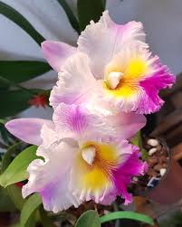 Image result for Habenaria magnirostris