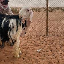 Check spelling or type a new query. Ù„Ù„Ø¨ÙŠØ¹ Ø®Ø±ÙˆÙ Ù†Ø¬Ø¯ÙŠ ØµÙ†Ù Ø§Ù„Ø³Ù† Ø«Ù†ÙŠ Ø³ÙˆÙ‚ Ø£ØºÙ†Ø§Ù… Ø§Ù„Ø³Ø¹ÙˆØ¯ÙŠØ© Facebook