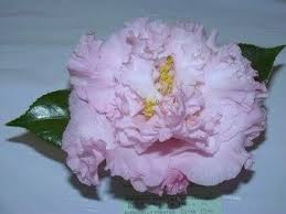 We did not find results for: Elaine S Betty Camellia Lush Garden Japonica