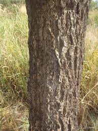 Image result for Burkea africana