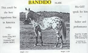 Silverado Rein Aphc Stallion Appaloosa Horses Working Cow Horse Stallion