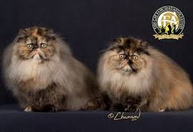 Breed Profile The Persian