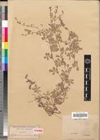 Image result for Tephrosia radicans