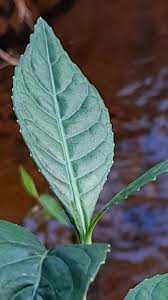 Image result for Struchium