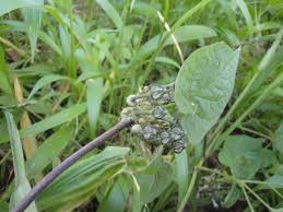 Image result for Ceropegia papillata