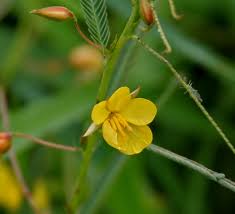 Image result for Chamaecrista mimosoides
