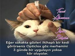 mine adli kullanicinin saglik panosundaki pin kedi hayvan haklari yavru kediler