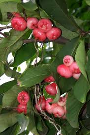 Pin On Tropical Fruit