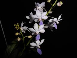 Image result for Disa equestris