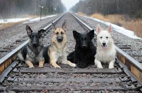 Black And White German Shepherd Mix Puppies Zayda Meg Reba Brinkley This Is The Ultimate Family Pic Love German Shepherds German Shepherd Puppies German Shepherd