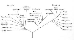 The Procaryotes