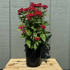 Image result for Pentas schimperi