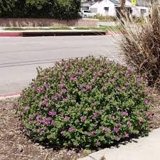 Image result for Polygala petitiana