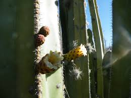 Image result for Lophocereus marginatus