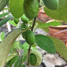 Ziziphus mauritiana) tergolong dalam famili rhamnaceae. Pokok Epal Bidara Home Furniture Gardening On Carousell