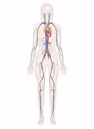 The circulatory or cardiovascular system is responsible for moving blood around the body. Cardiovascular System Human Veins Arteries Heart