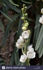 Peristeria elata is a species of orchid occurring from central america to panamá, venezuela and ecuador. Peristeria Elata Ist Eine Art Der Orchidee Die Aus Mittelamerika Ecuador Und Venezuela Stockfotografie Alamy