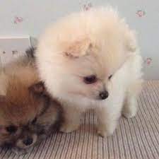 cho phốc soc cho pomeranian cho fox soc thuần chủng cho phốc cho pomeranian động vật
