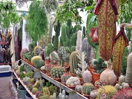 Composiciones Y Bandejas De Cactus Air Plant Garden Succulent Garden Design Cactus Plants