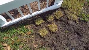 To 1 cm.) is sufficient. Diy Make Your Own Grass Plugs With St Augustine Sod Youtube