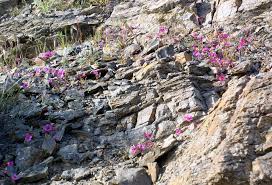 Image result for Mimulopsis