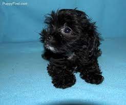 Chipoo Pictures 0200ydsb89m Puppies Cute Animals Dog Cat