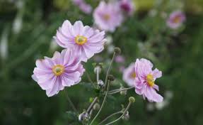 Herbst Anemonen Edler Blutenschmuck Blumen Stauden Pflanzen Schattengewachse