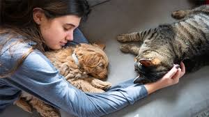 We did not find results for: How To Calm A Dog Or Cat During A Storm State Farm