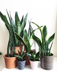 Looking to buy a home in a hurry? Plants Of Tumblr