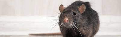 Mark has a strong background in engineering and a huge interest in pest control as a way of getting rid of rodents and other unwanted pests who can. How To Get Rid Of Rats Updated For 2021