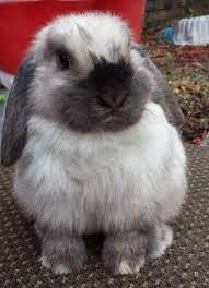 56 Rylee Bunnies Ideas Baby Bunnies Cute Animals Cute Bunny