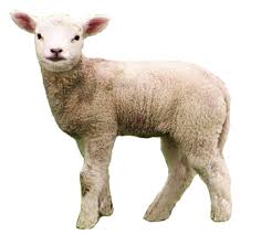Download Lamb Png File Png Svg Clip Art For Web Download Clip Art Png Icon Arts