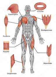 Erkek Kas Sistemi Tipi Kas Arka Gorunumu Tam Vucut Anatomisi 2020 Kas Sistemi Duz Kas Vucut Gelistirme