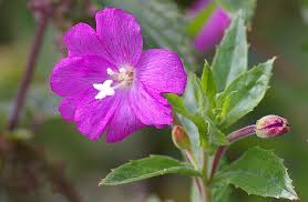 Image result for Epilobium hirsutum