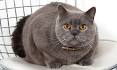 British Shorthair Weight By Age – FULL GUIDE – My British ...