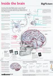 Dimitrios mytilinaios md, phd last reviewed: Anatomy Posters Poster Template