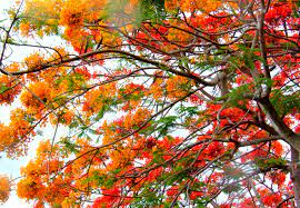 The orange blossom from the sweet orange tree, citrus x sinensis, was made florida's state flower in 1909. Miami S Flowering Trees Of June Living In The Blue Ridge Mountains Of North Carolina A Blog