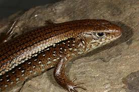We did not find results for: Species Profile Environment Land And Water Queensland Government