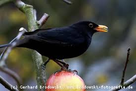 6 фраз в 3 тематиках. Schwarzdrossel Oder Amsel Die Schwarzdrossel Ist Die Amsel
