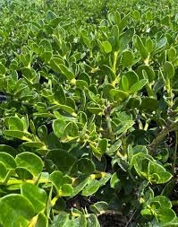 Image result for Carissa