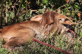 161,567 likes · 54 talking about this. Bildergalerie Paraguay Frieden Und Freude Land Schutzen In Paraguay Quellgebeite Naturland Grundstucke Bebauen Unser Kinderdorf Esperanza Unsere Neue Schule Unser Gesundheitszentrum