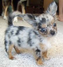 She is 1250.00 and a 100. Purchase Merle Chihuahua Price Up To 61 Off