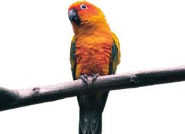 Corner brook's only locally owned full range pet store. Western Pet Supply Western Pet Supply