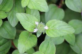 Image result for Nelsonia