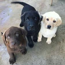 Black Lab Yellow Lab Chocolate Lab Labrador Retrievers Puppies Cute Dogs Labrador Retriever Puppies Cute Animals