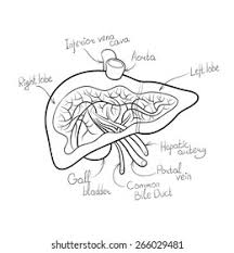 Biliary ducts in the liver carry bile to one large duct called the liver uses kupffer cells, a type of white blood cell, to destroy viruses, bacteria, old blood cells, and other substances it filters. Liver Anatomy Outline Vector Illustration Stock Vector Royalty Free 266029481