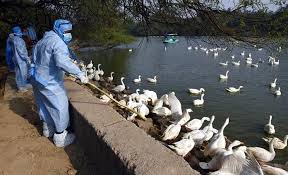 Las autoridades en el este de india van a empezar a sacrificar gallinas y destruir huevos para contener un nuevo brote de gripe aviar h5, según ha informado este martes el gobierno indio en un. La India Confirma Brotes De Gripe Aviar En 10 Estados Del Pais